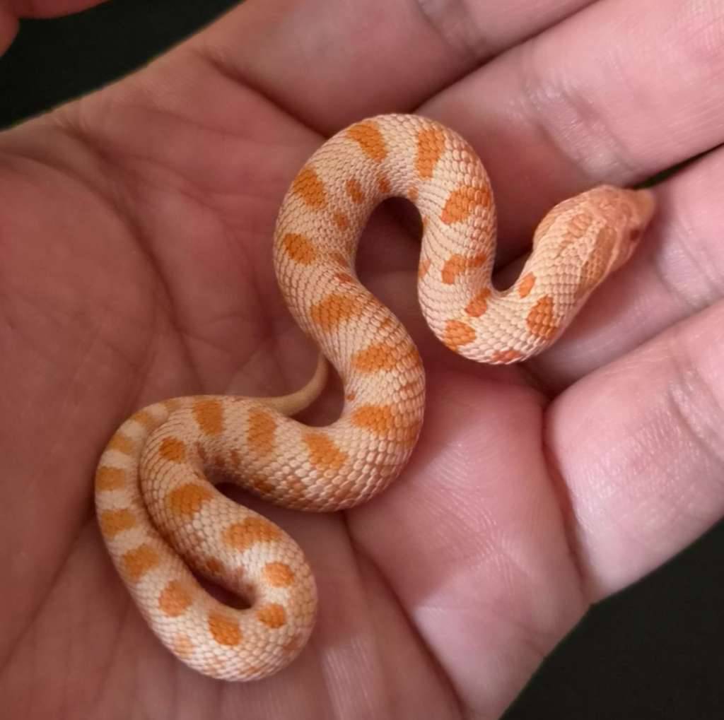 hognose-conda-albino-VUYETMZN9K