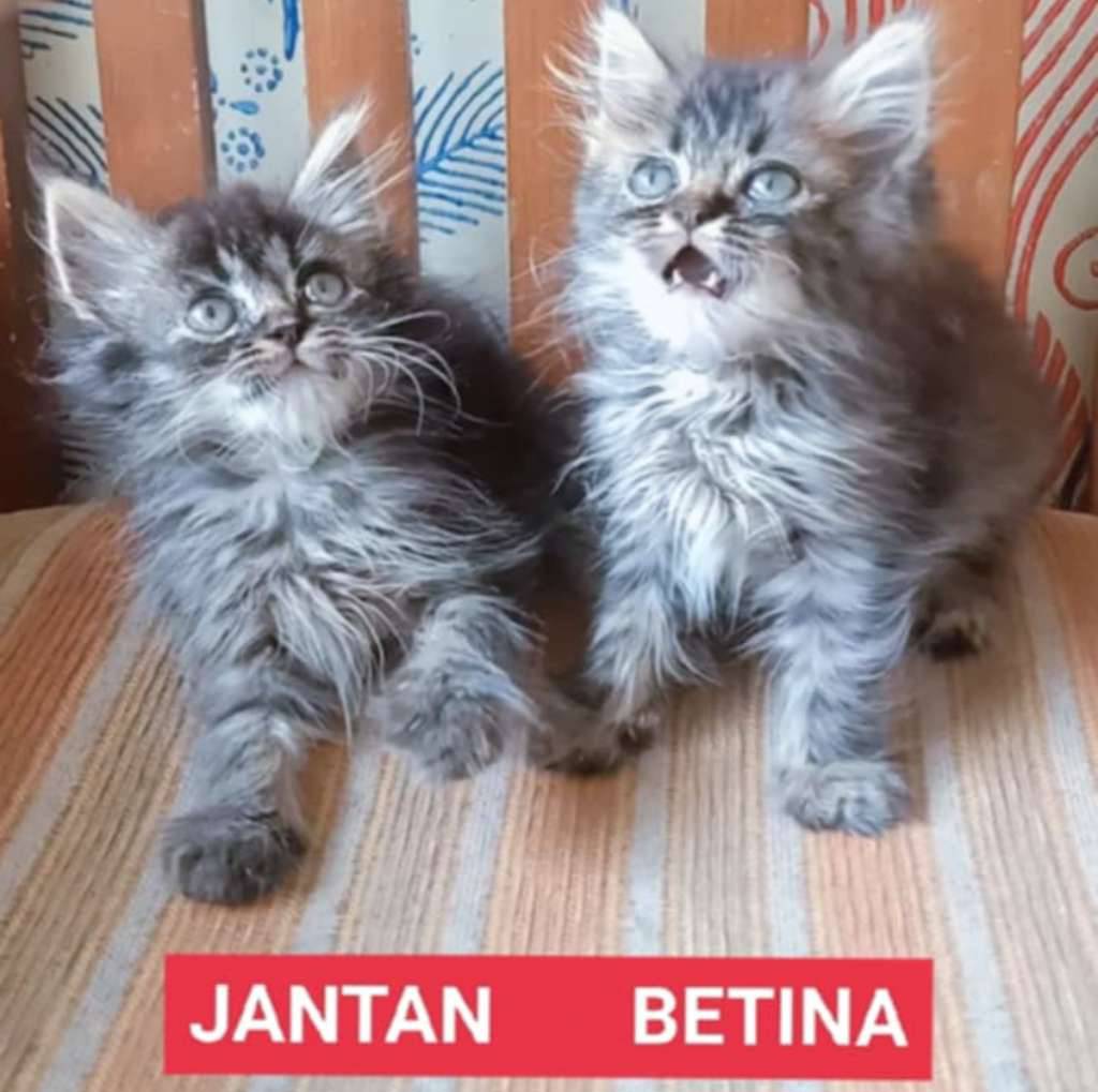 kitten-persmed-mix-bsh-49ZY5WY9PG