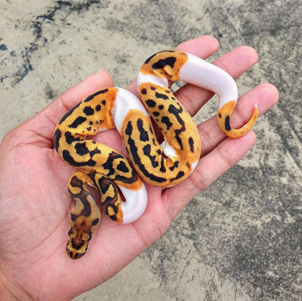 clown-pied-ph-lavender-IKXBSN27Z7