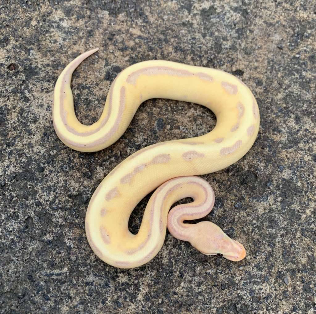 banana-genetic-stripe-10534ZE8M4