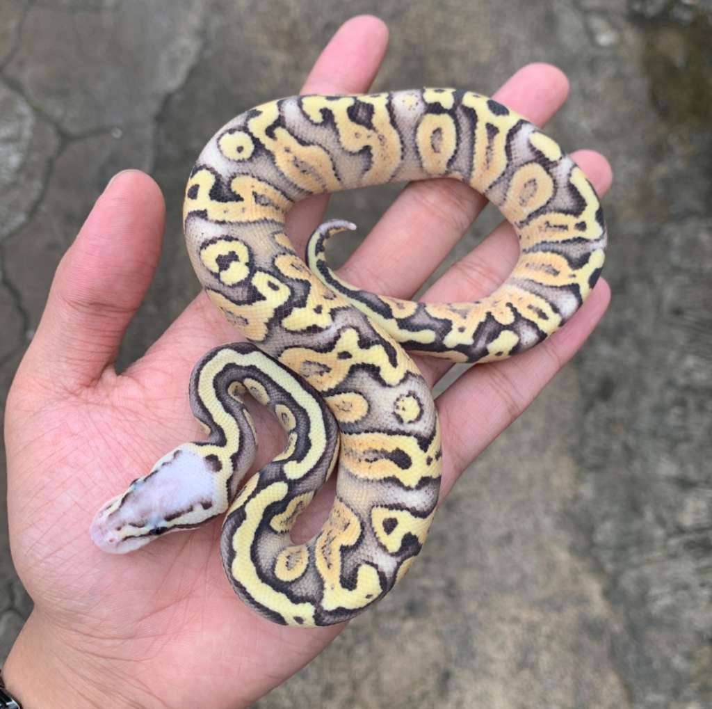 superfly-ghi-spotnose-04P6URY6F9