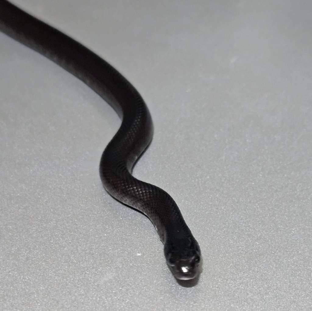 mexican-black-kingsnake-UGXKRRZLHK
