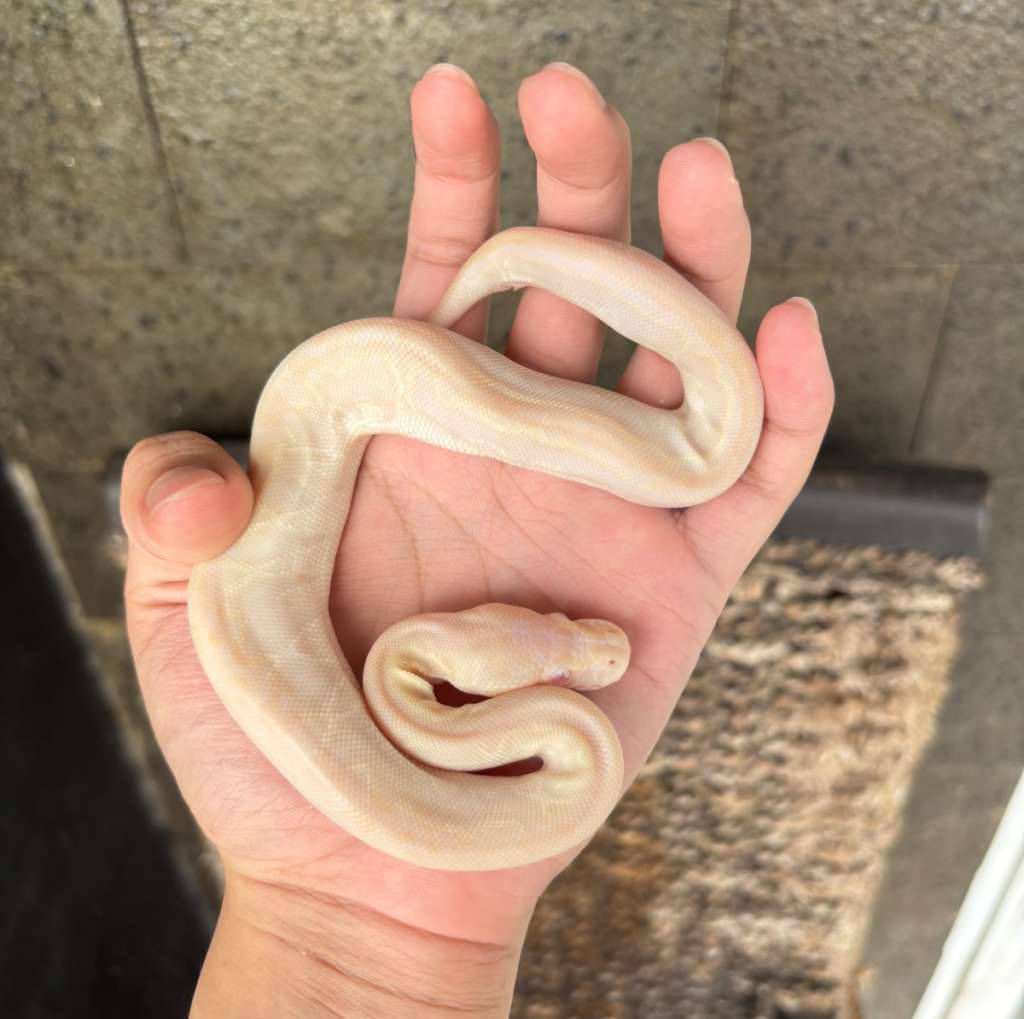 ball-python-albino-bamboo-cinnamon-poss-ghi-male-unik-REZFAA862Q