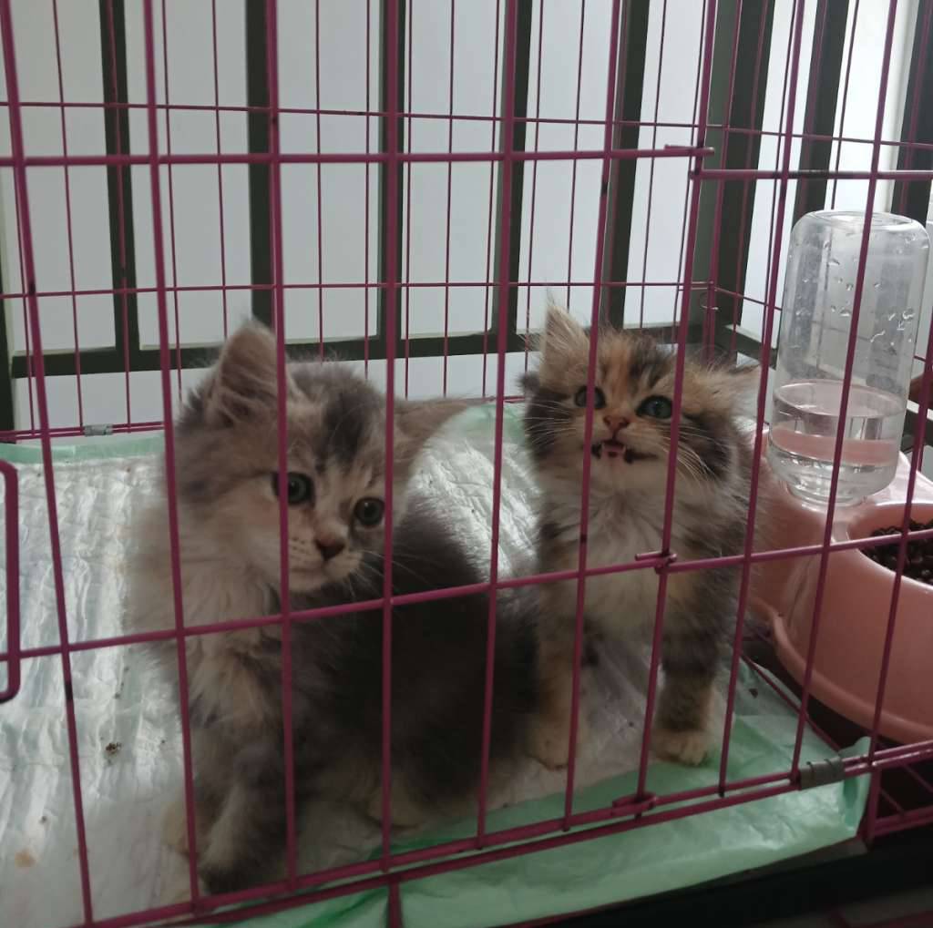 kitten-persmed-mix-bsh-SOD8C0BCG7