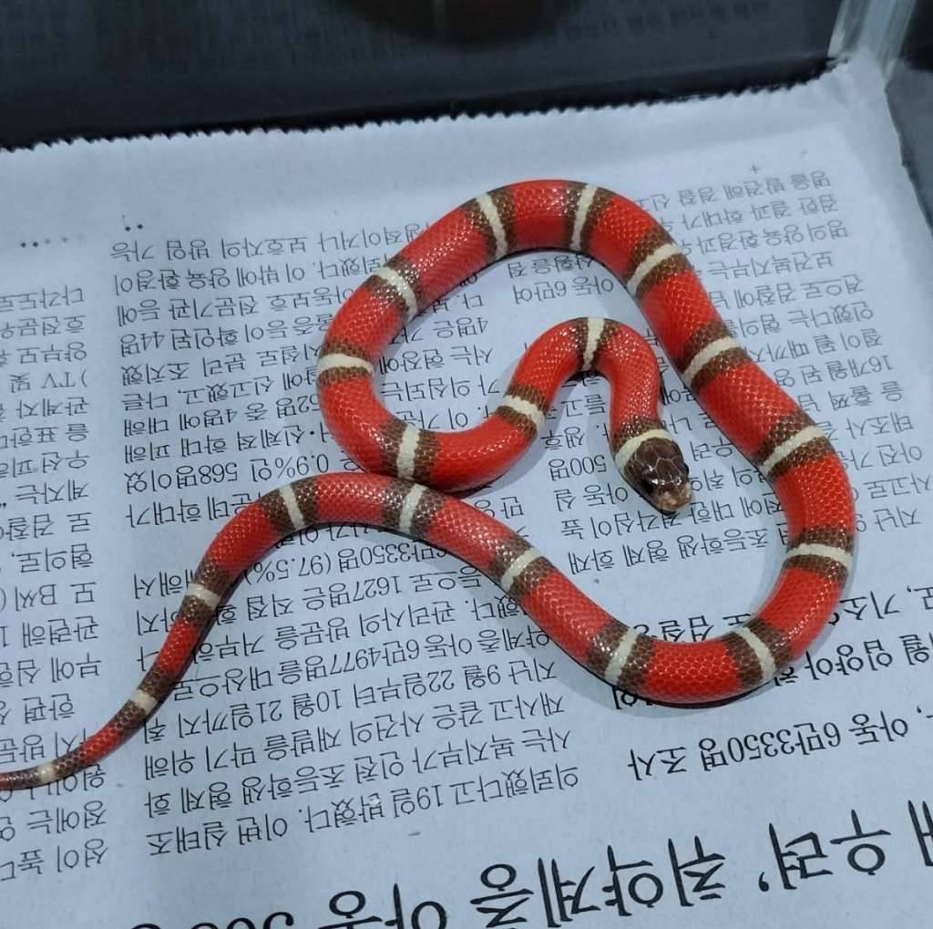 ms-nelson-t-perfect-pattern-65KIRQE2D8