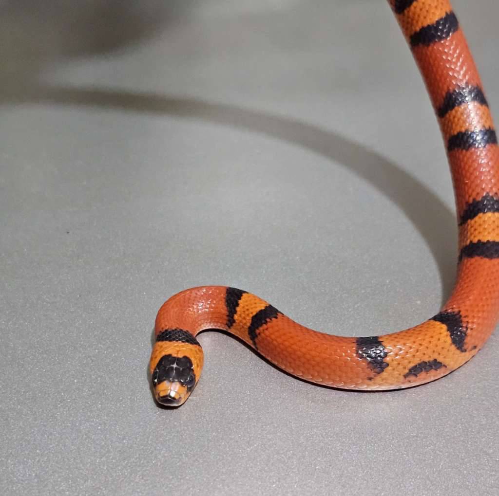 milksnake-honduran-tangerine-hypo-vanishing-pattern-6VOC603ALJ
