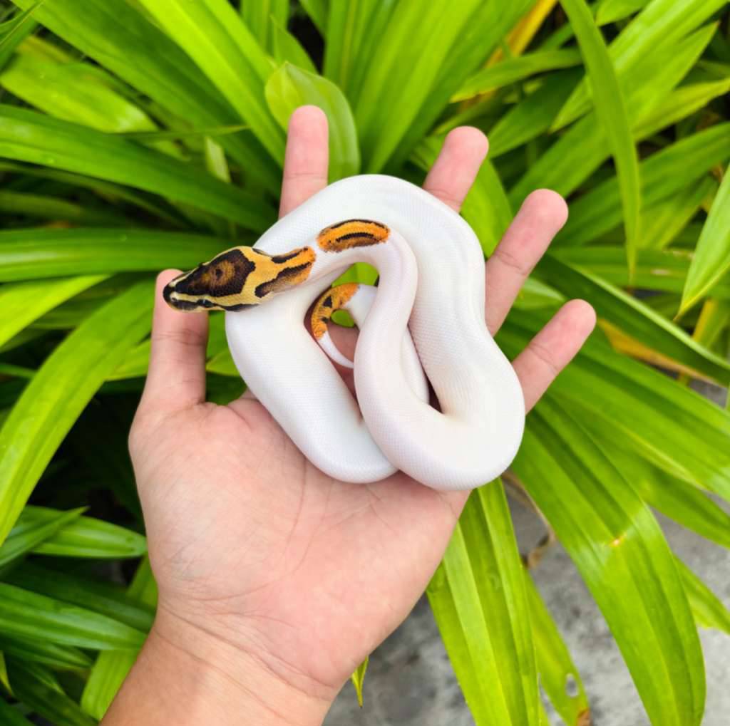 fire-pied-CE6OLHD1QF