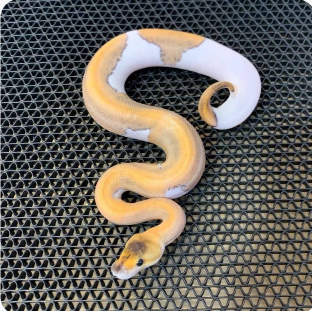 ballpython-blackhead-champagne-male-532F2QG7JG