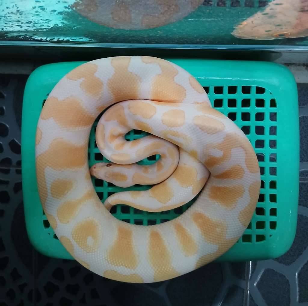 ular-ball-pyton-0KEL7EWF3D