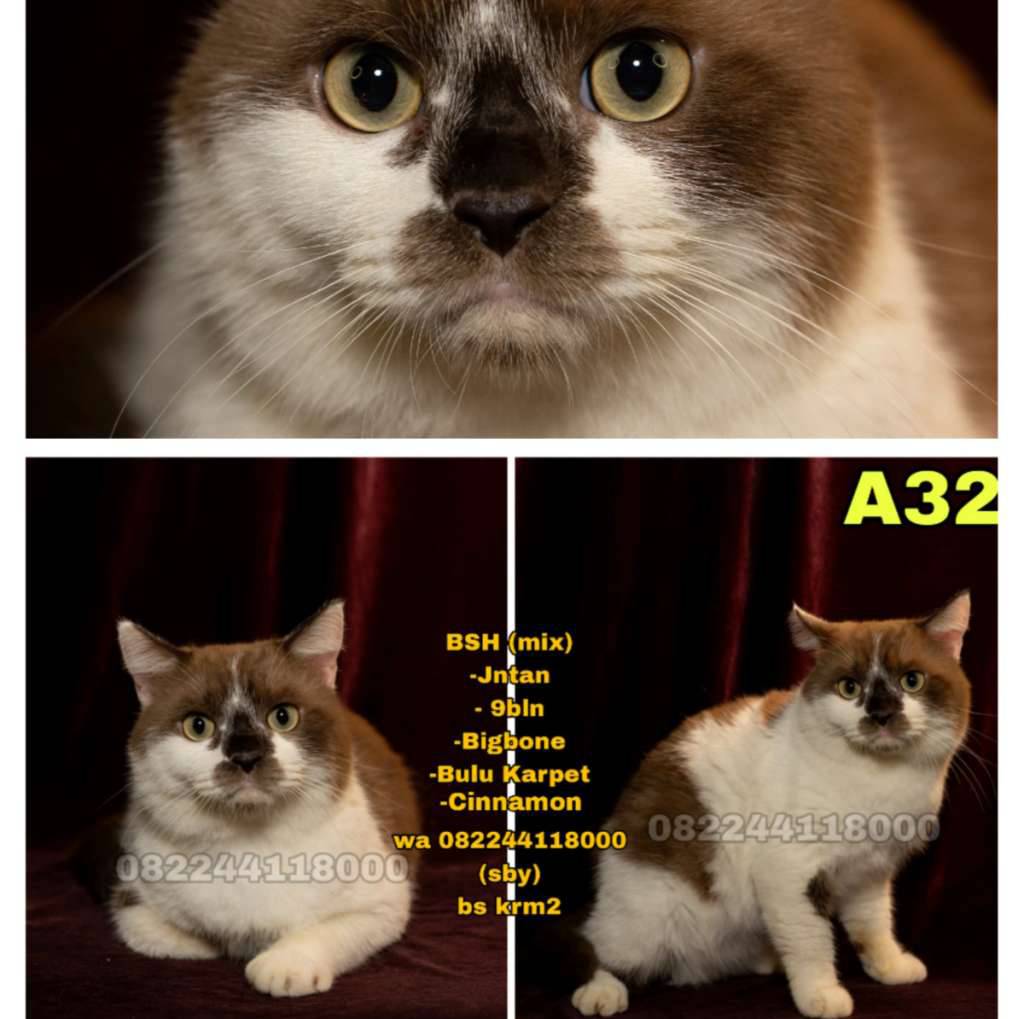 kucing-bsh-mix-cinnamon-LOVYX2OEC9