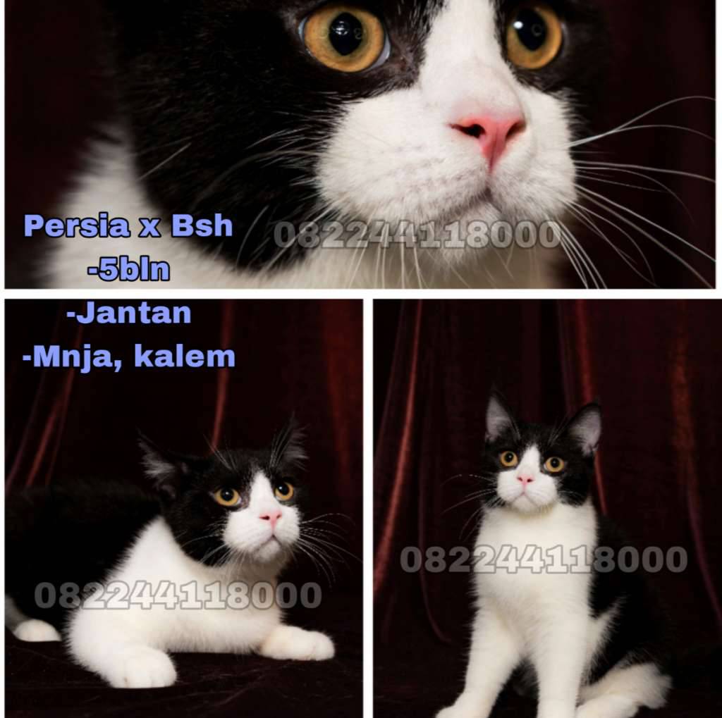kucing-persia-x-bsh-bicolor-CQMQAS22L3
