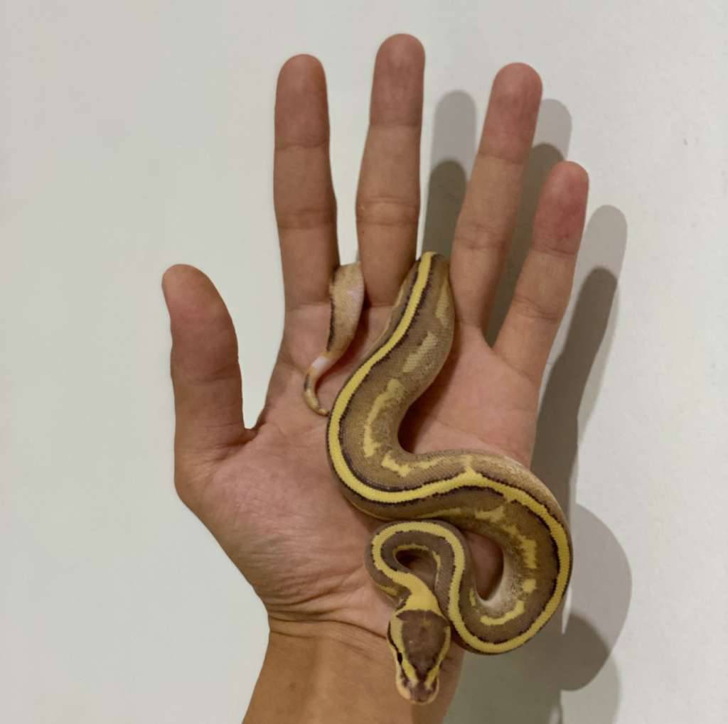 superstripe-enchi-phantom-calico-gravel-BOACJ7LWJH