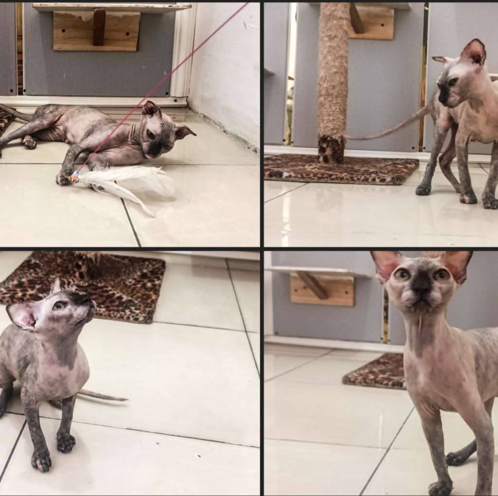 kucing-sphynx-levkoy-dewasa-SGU0V5ZLV3