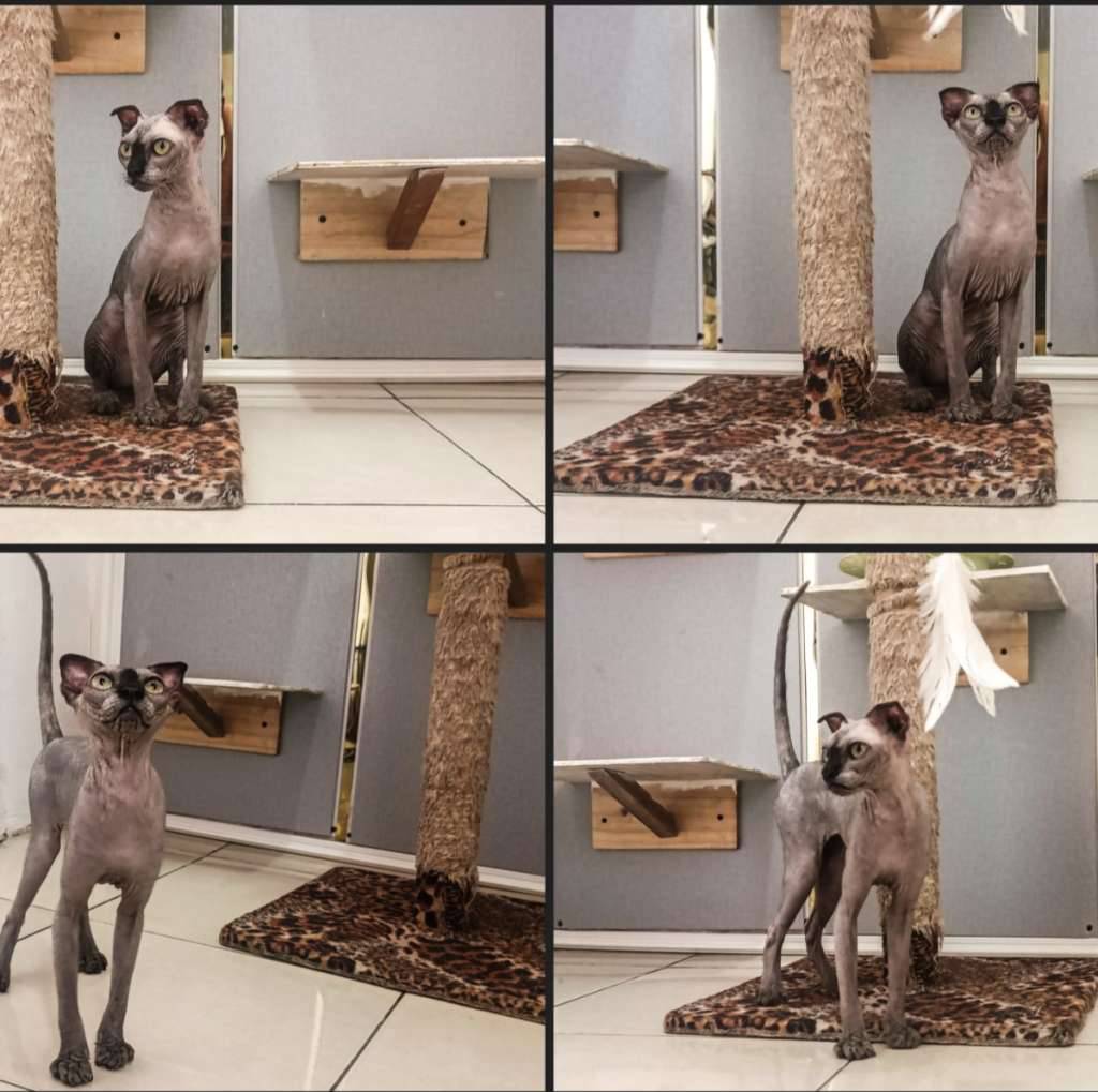 kucing-sphynx-levkoy-dewasa-0560ZJ1AZ2