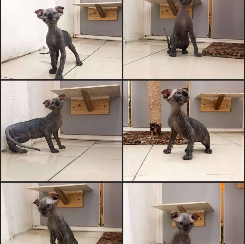 kucing-sphynx-levkoy-dewasa-TOW88DIT4E