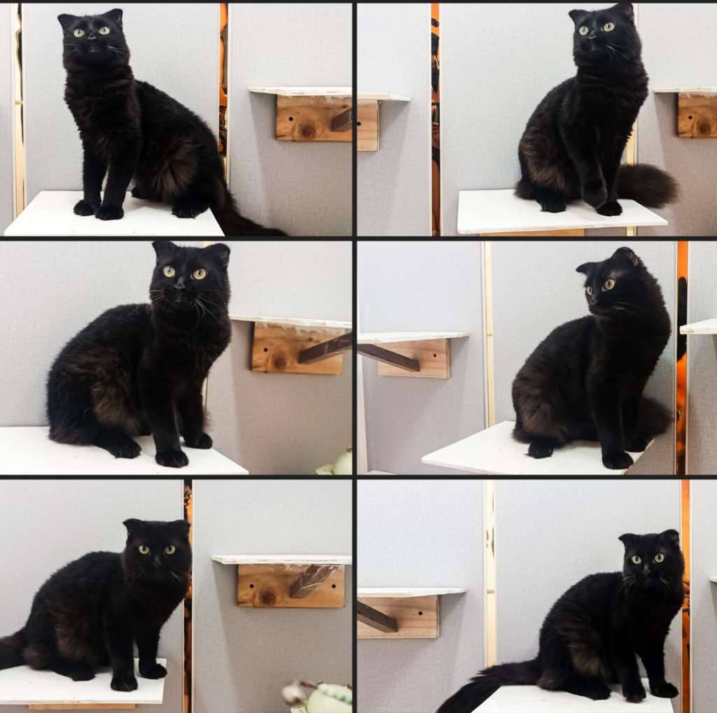 scotisfold-betina-dewasa-MVHBUQ1MDL