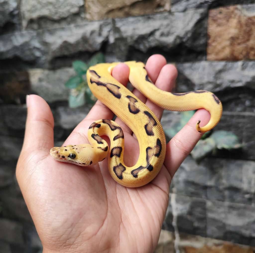 pastel-enchi-clown-PYQDL04LCN