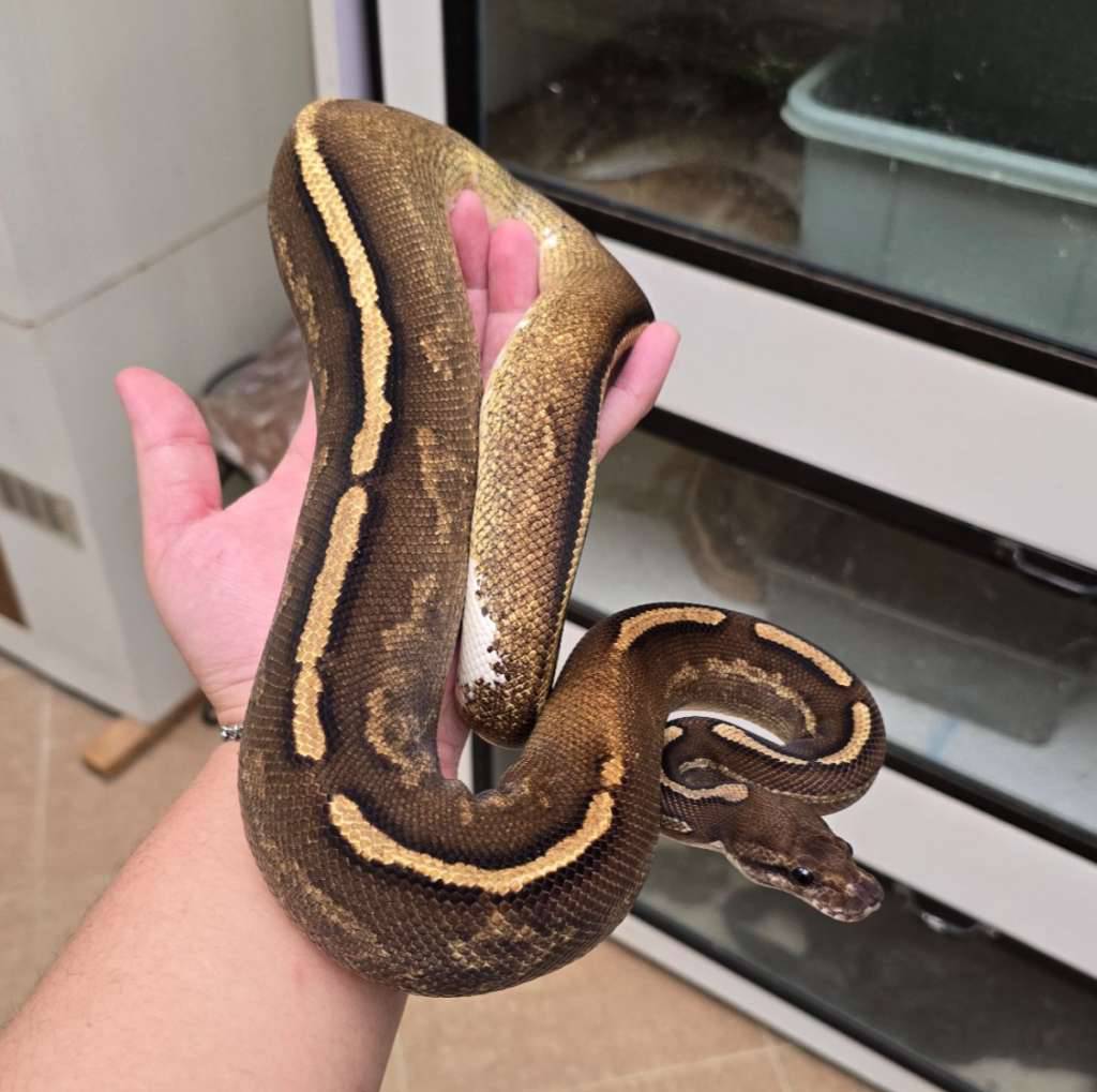 black-pastel-freeway-L6HGMON02Y