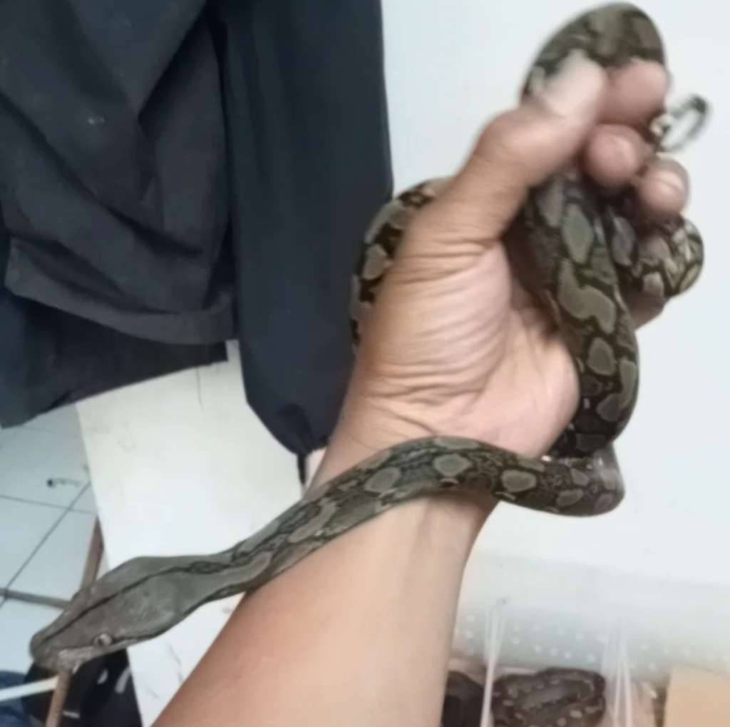 retik-normal-4KT4ST0IF8