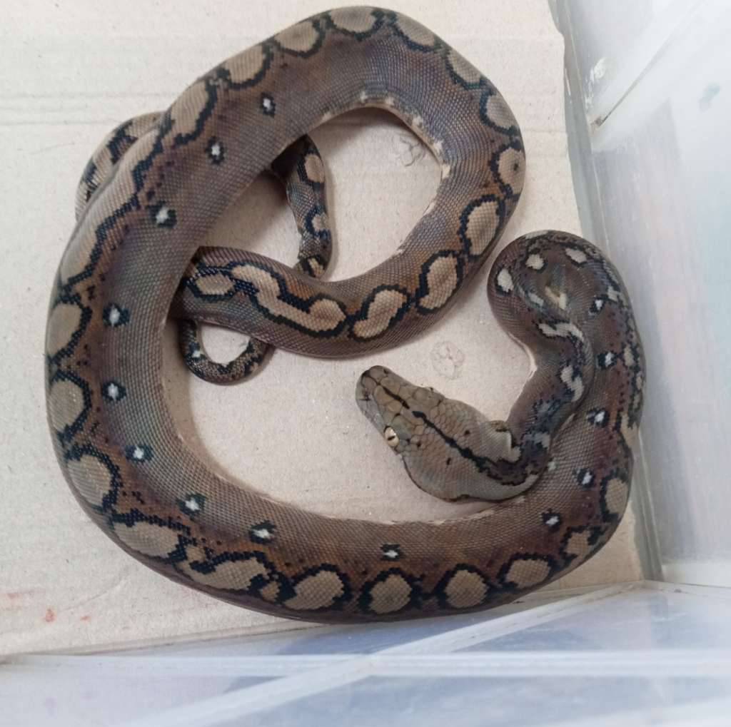 retik-motley-1JS8GMND40