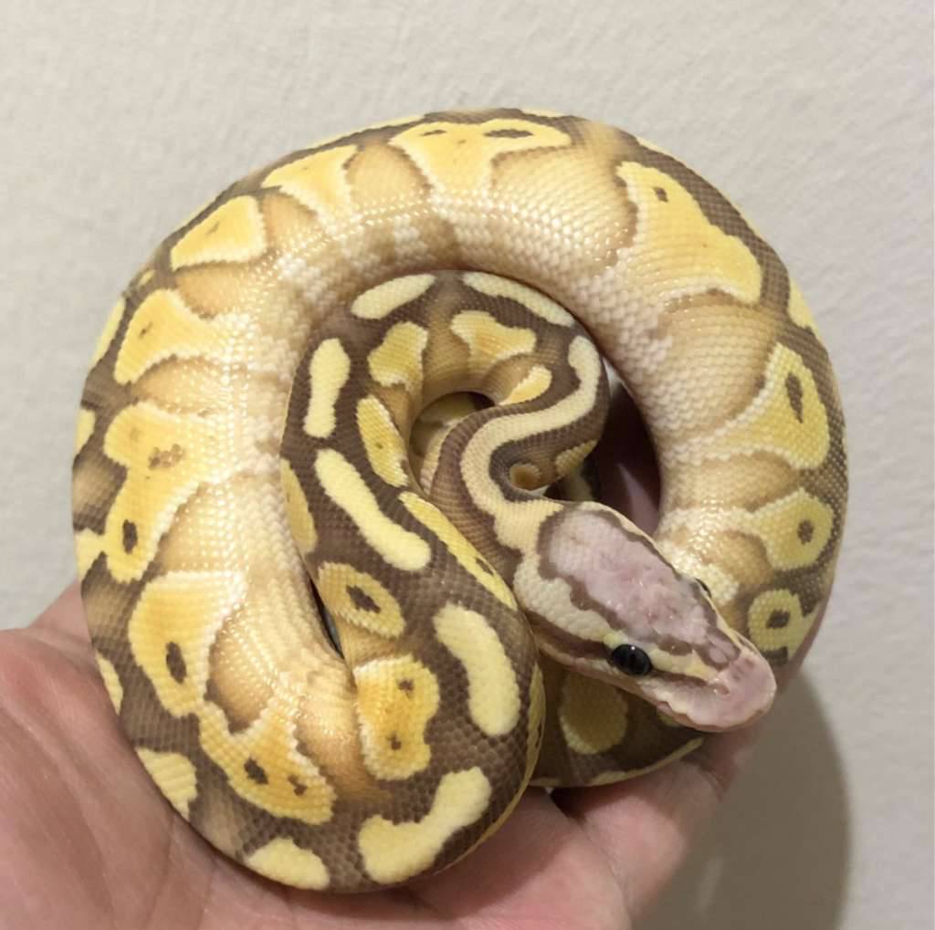 banana-lesser-pastel-66-het-clown-UXN0XXMI1F