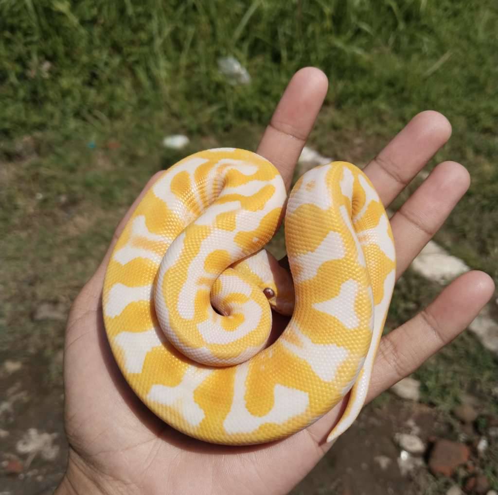 lavender-enchi-pastel-het-clown-771YE0OCSD