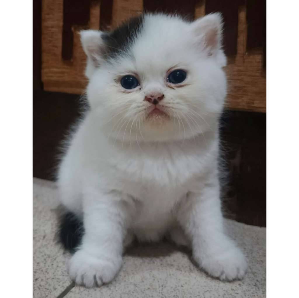 kucing-flatnose-umur-3-bulan-H5WGRF2LHK