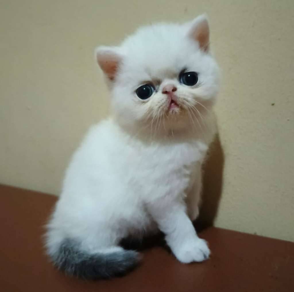 kucing-exotic-vanilla-blue-umur-3-bulan-6AYUC0BLOI