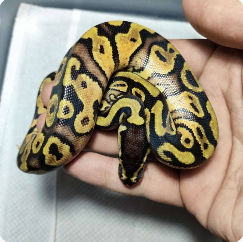 ballpython-yellow-belly-pastel-het-pied-93X49T1KSW
