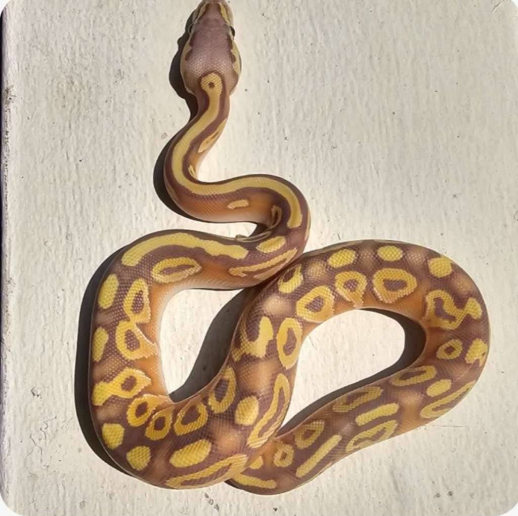 ballpython-C6PH7EPRFT