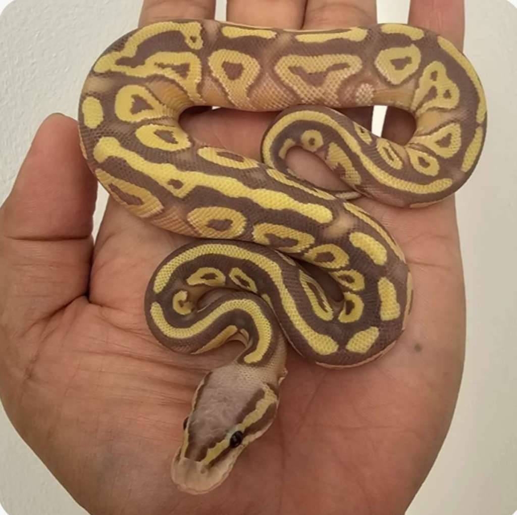 ballpython-mojave-banana-poss-het-hypo-SSR30BII5N