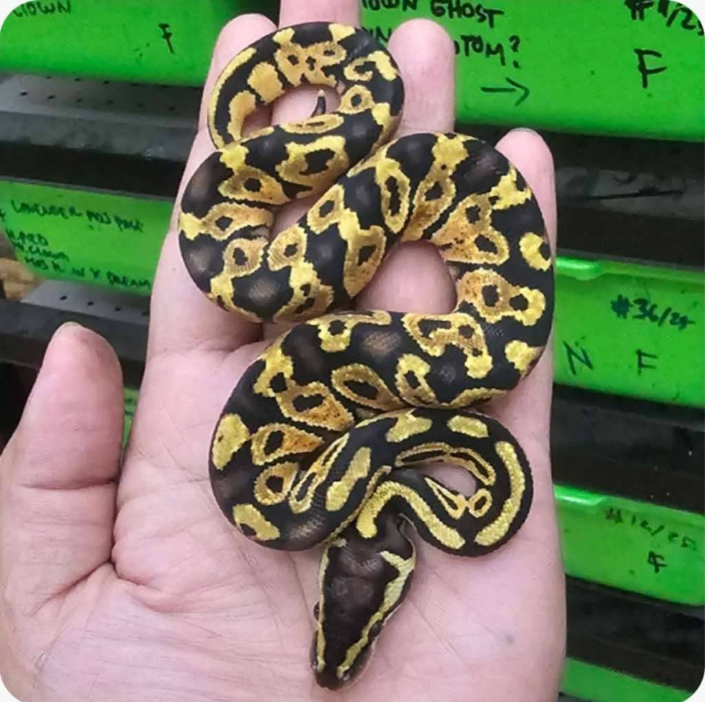 ballpython-pastel-granite-poss-het-hypo-N21ZE8J8PD