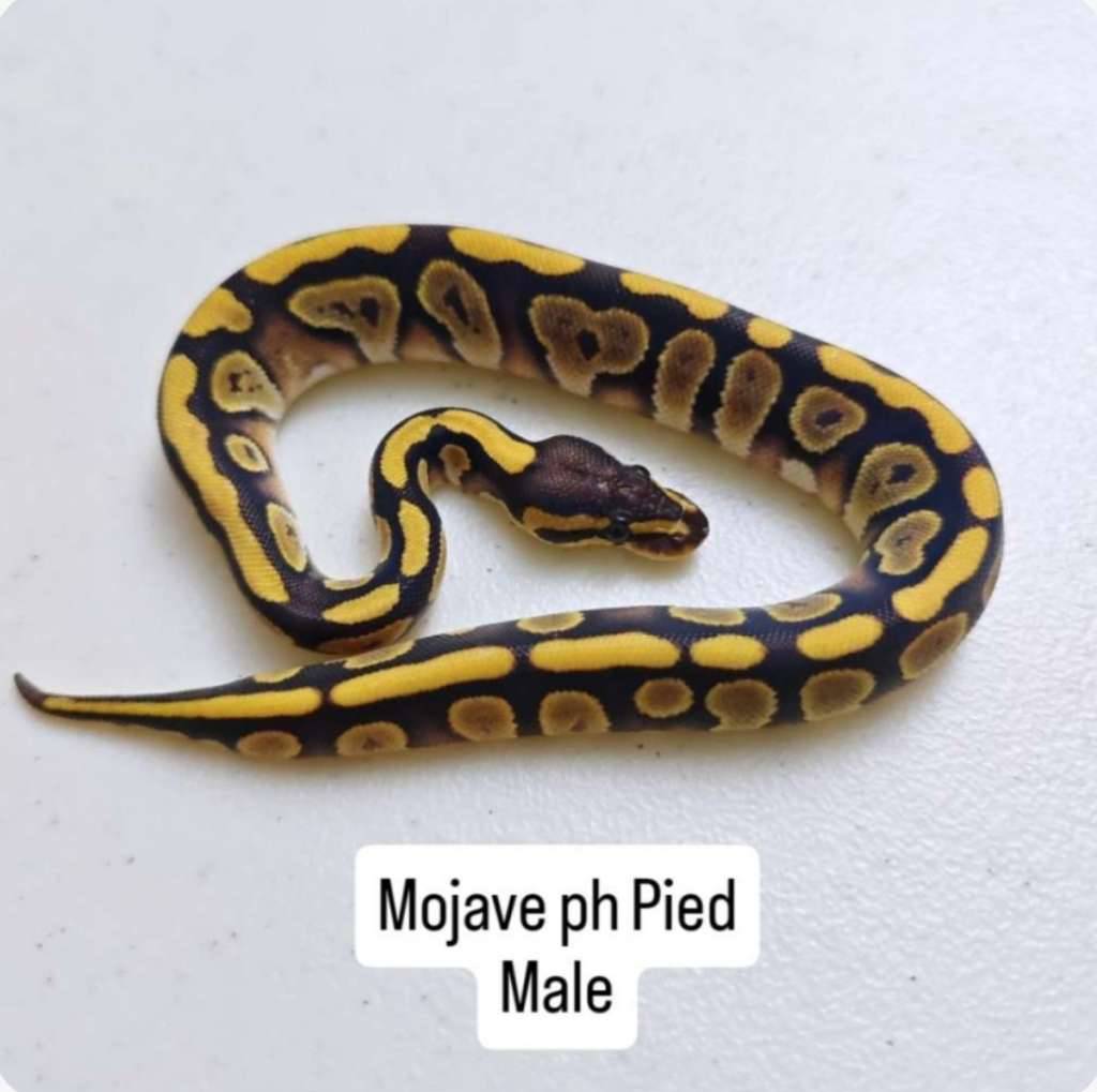 ballpython-mojave-ph-pied-UF73K63V7V