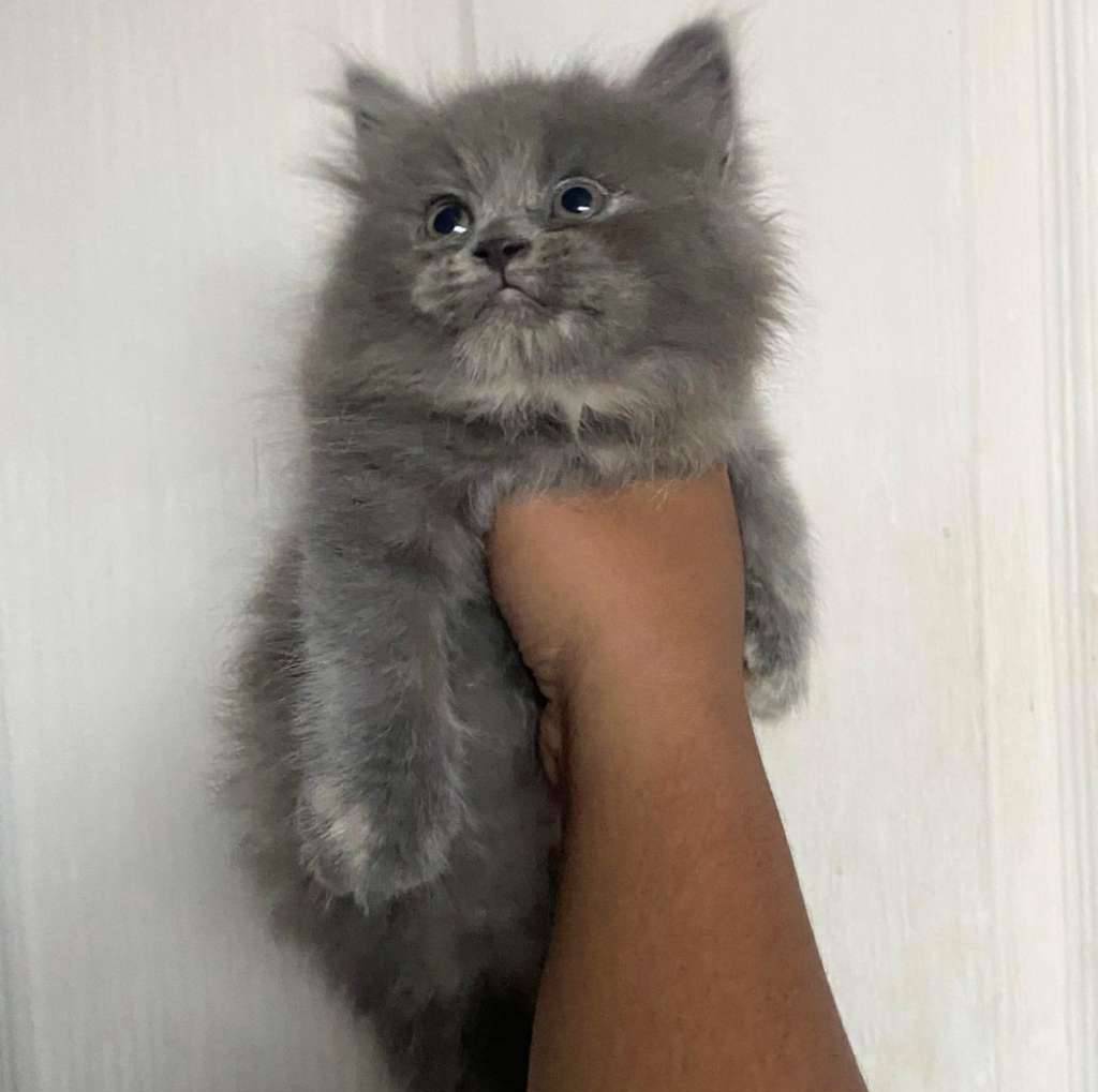 kucing-kitten-british-longhair-betina-97I2F75CNN