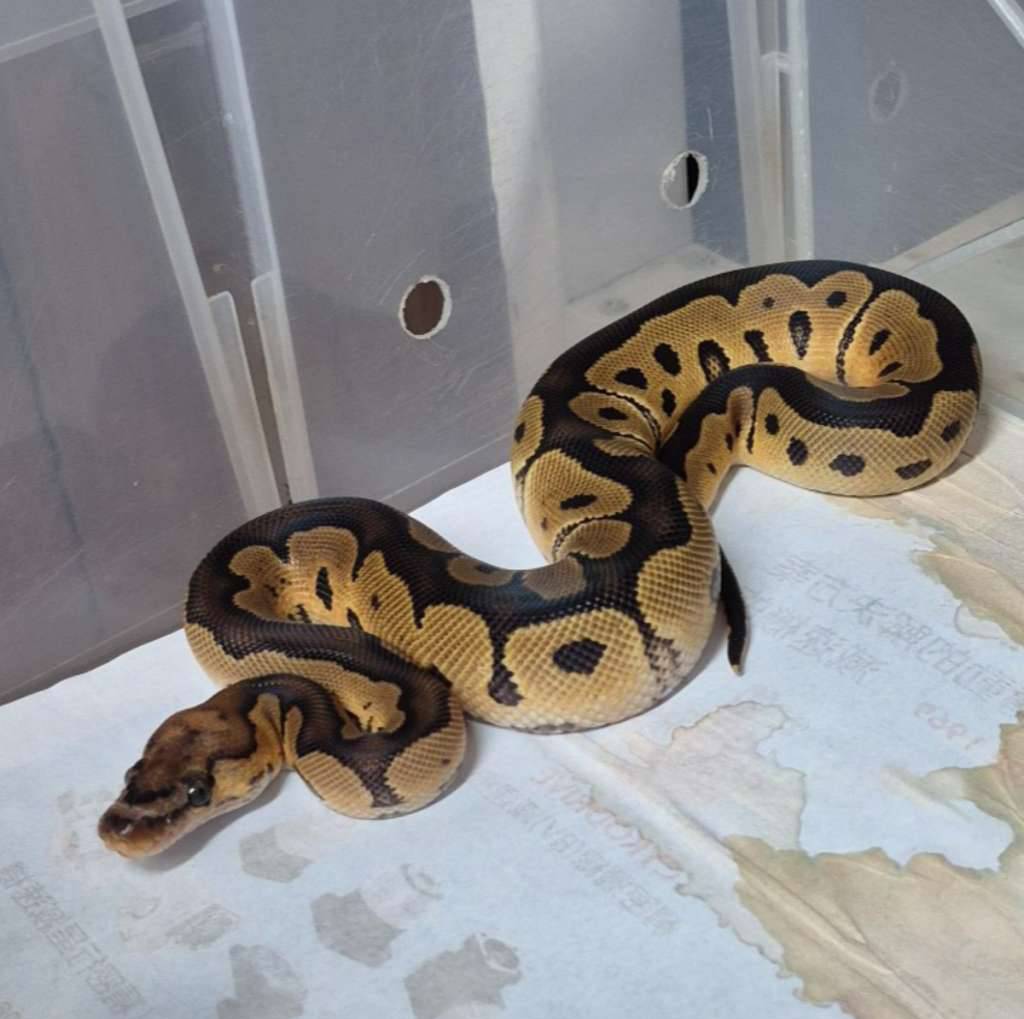 clown-dev-n-0WX8DP4DFQ