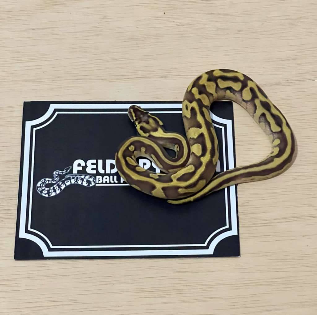 enchi-leopard-pastave-ball-python-2025040610-4YS6NURDOG