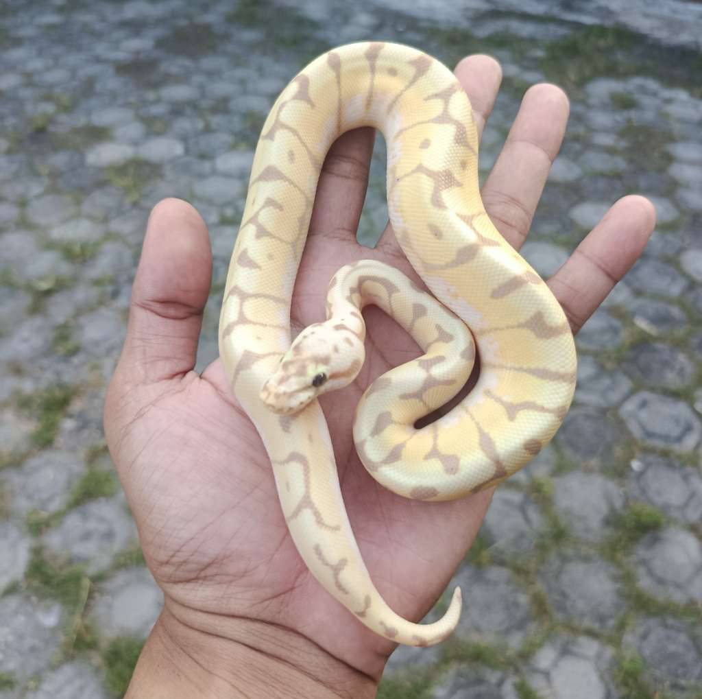 banana-bumblebee-NOJKQBSTRN