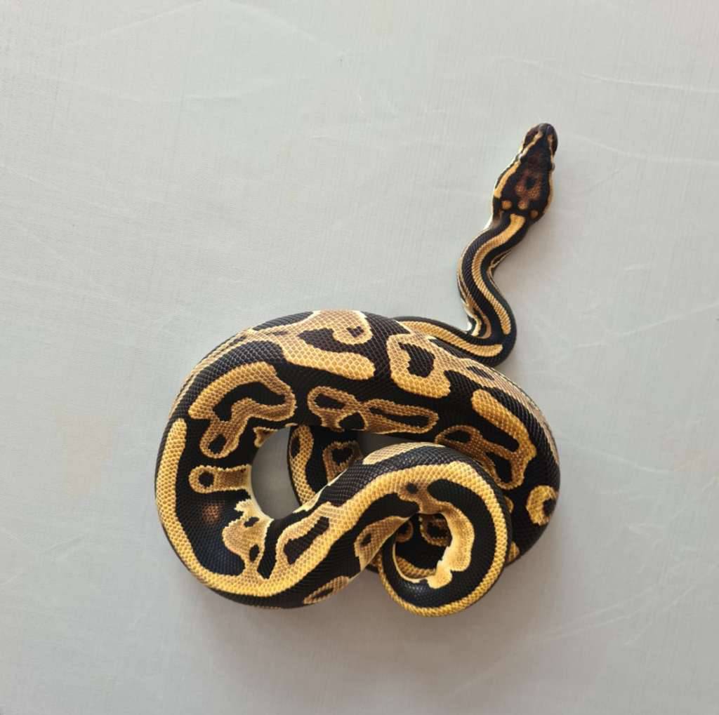 female-leopard-od-97R34MKC1H