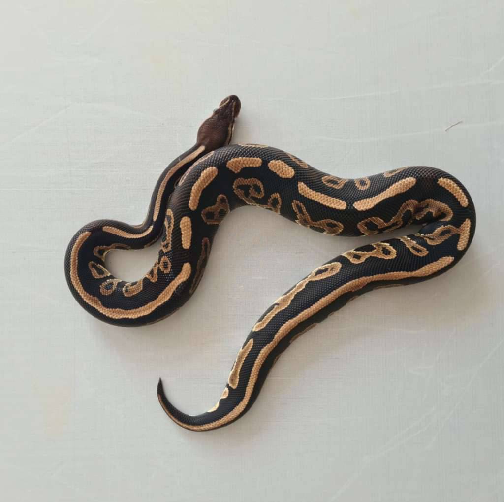 female-leopard-cinnamon-6UG7CKOMTD