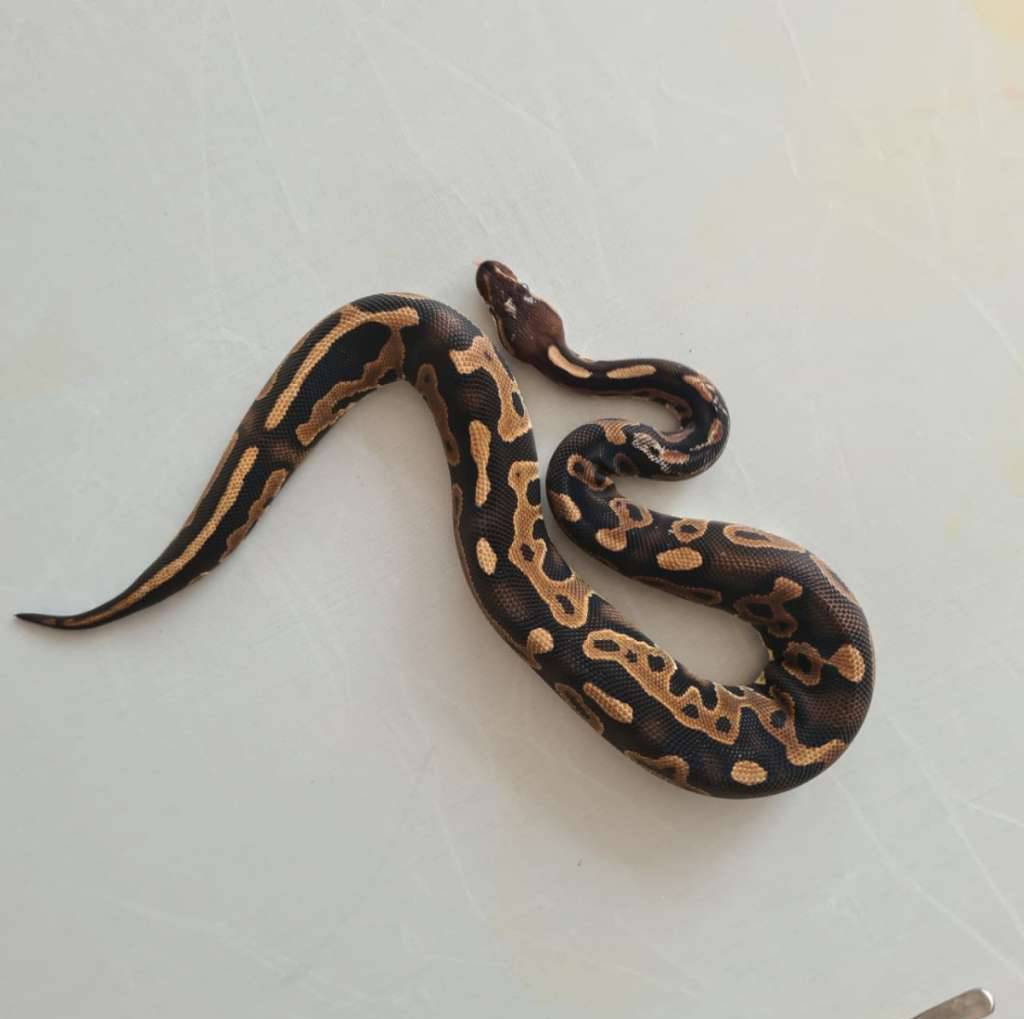 female-cinnamon-8K8C2N34ZE