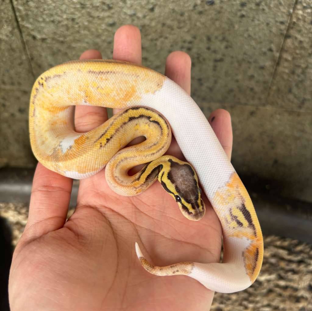 ball-python-female-super-pastel-pied-het-lavender-P4KO9X1P2P