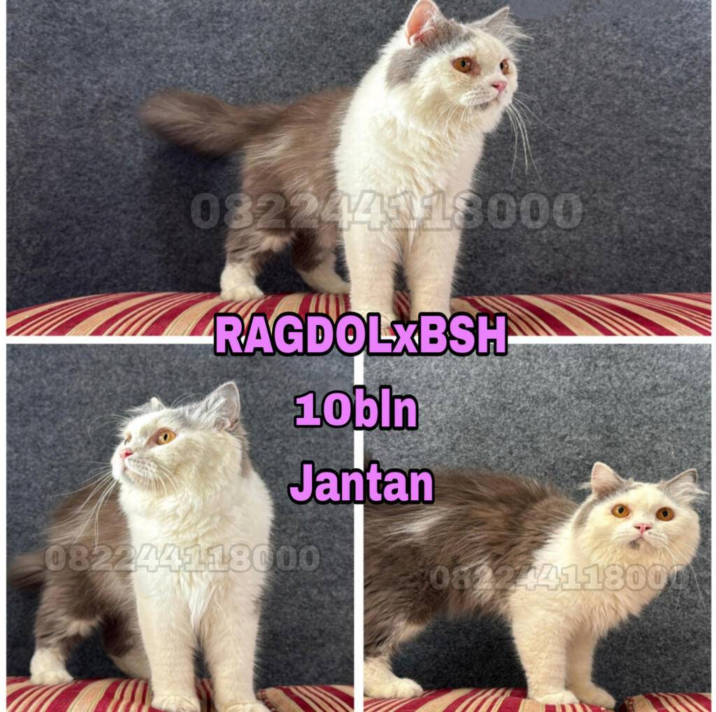kucing-bsh-x-ragdoll-koleksi-pribadi-4IF6VJ3B2M