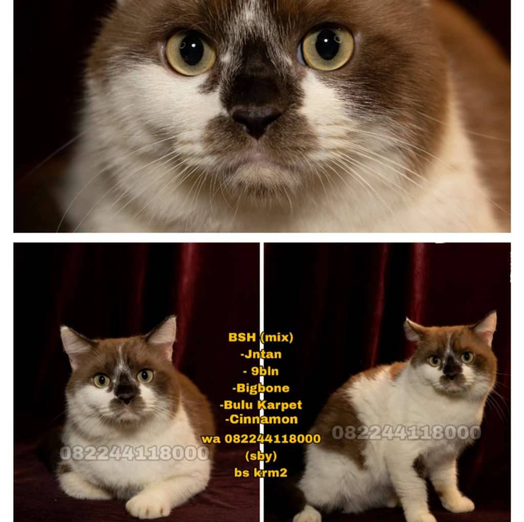 kucing-bsh-mix-cinnamon-XXA7J5FX2L