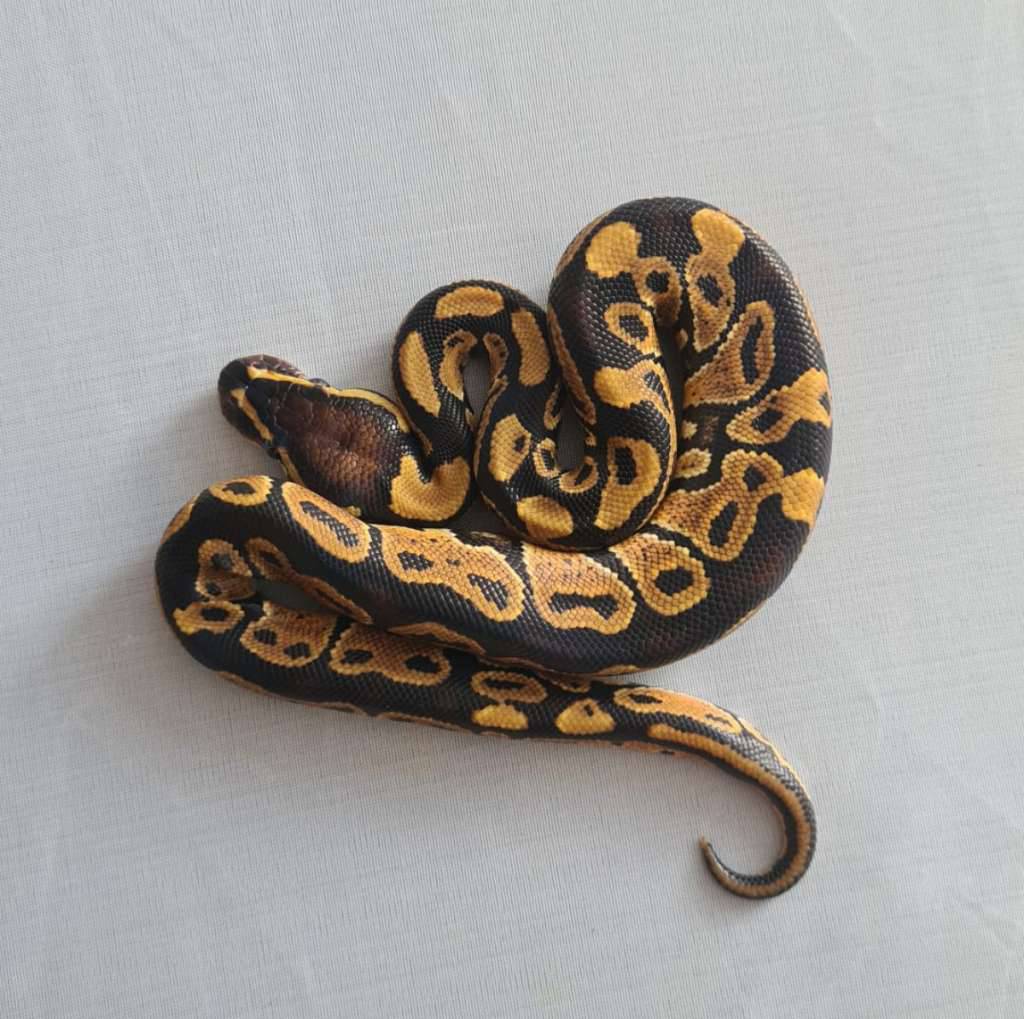 male-normal-W72OSKBSEW