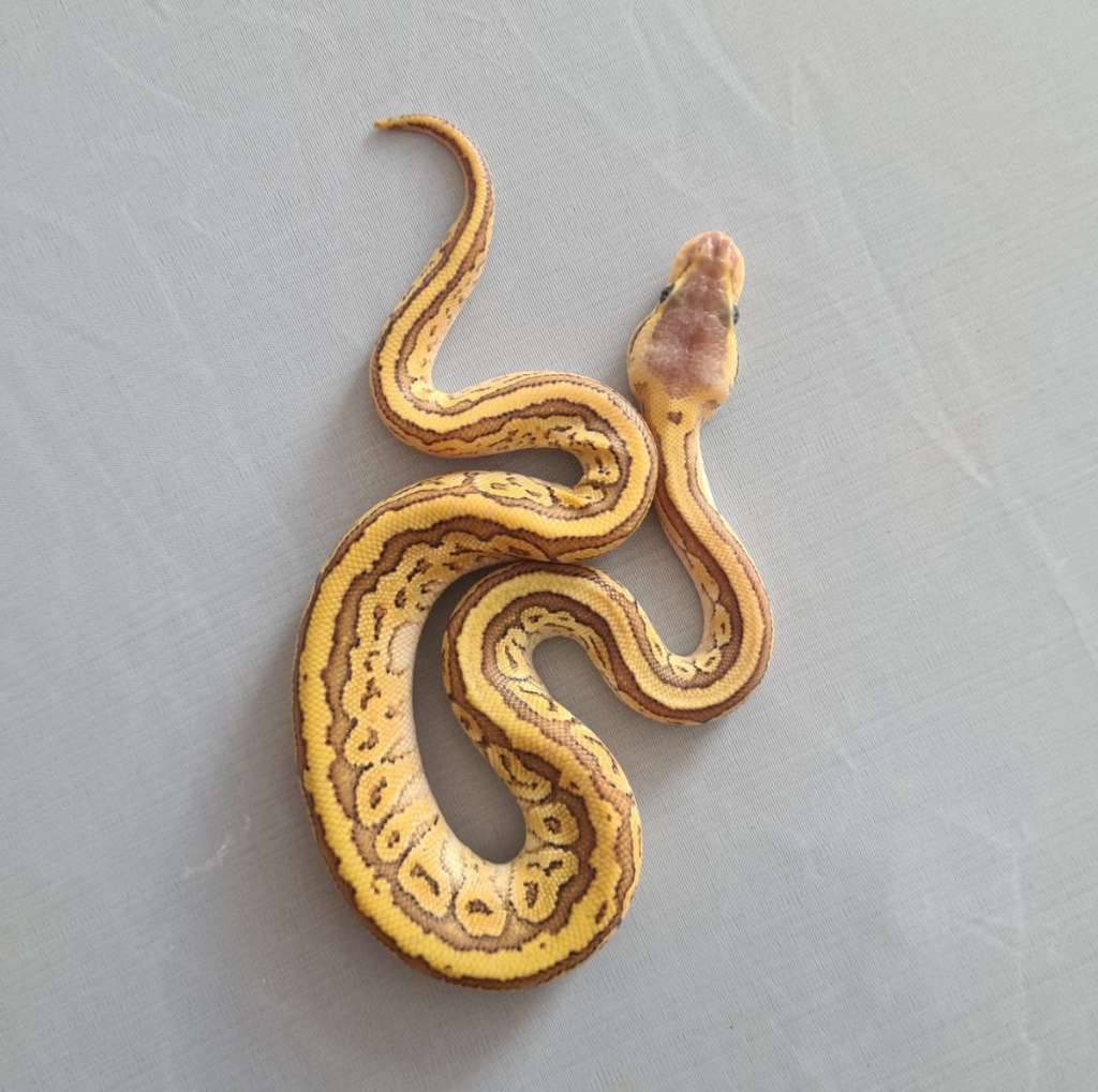 male-mojave-pastel-pinstripe-EKJD845QH7