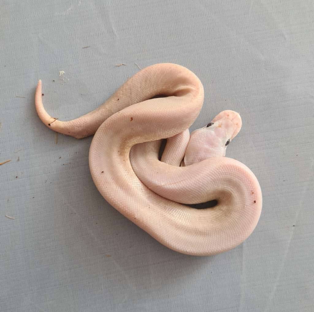 male-super-mojave-lucy-FQVQTFFUMW