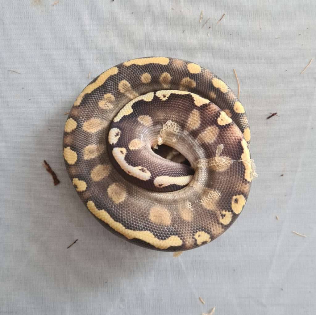 male-pastel-ghi-mojave-5ZQVB2BEJ1