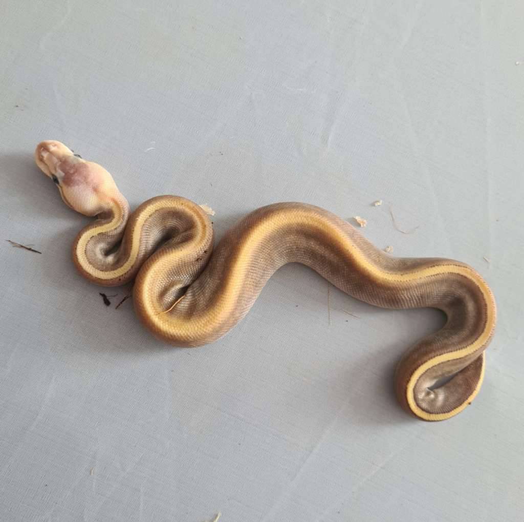 female-pastel-ghi-mojave-pinstripe-DUJIQAZNV6