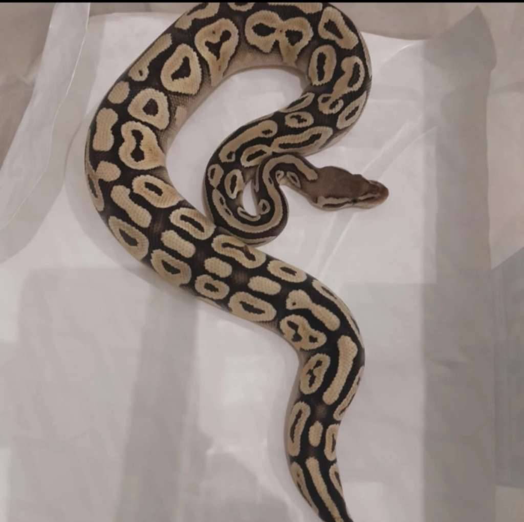 ballpython-pastel-m--f-china-spin-f-90IOPG6OVF