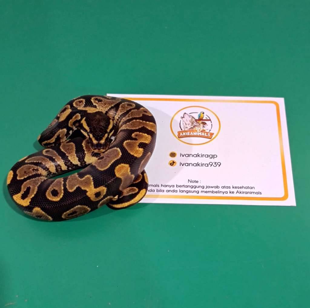 yellow-bellygravel-ball-python-250301m-93684J7DID